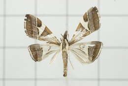 Sivun Agrioglypta itysalis Walker 1859 kuva