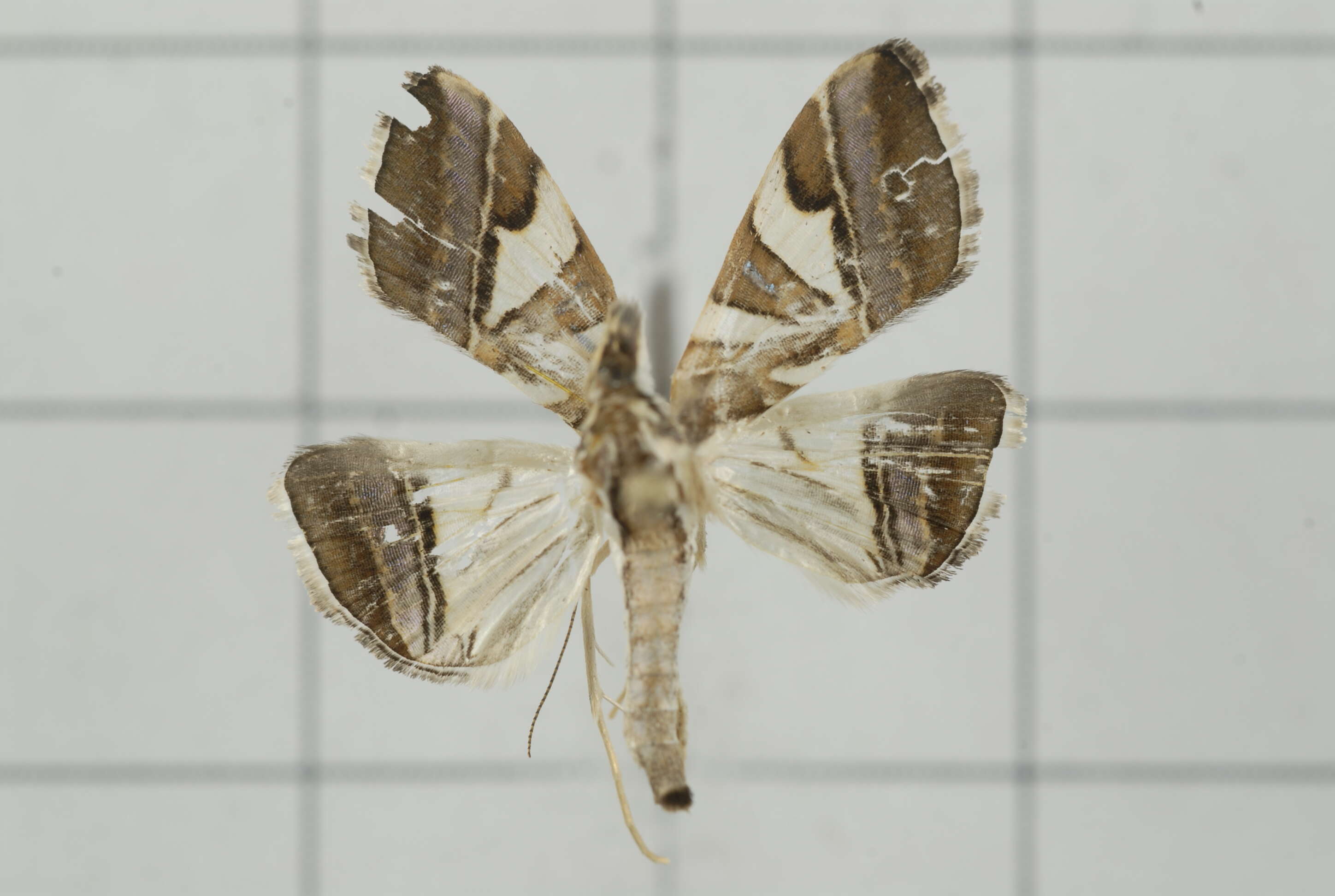 Sivun Agrioglypta itysalis Walker 1859 kuva