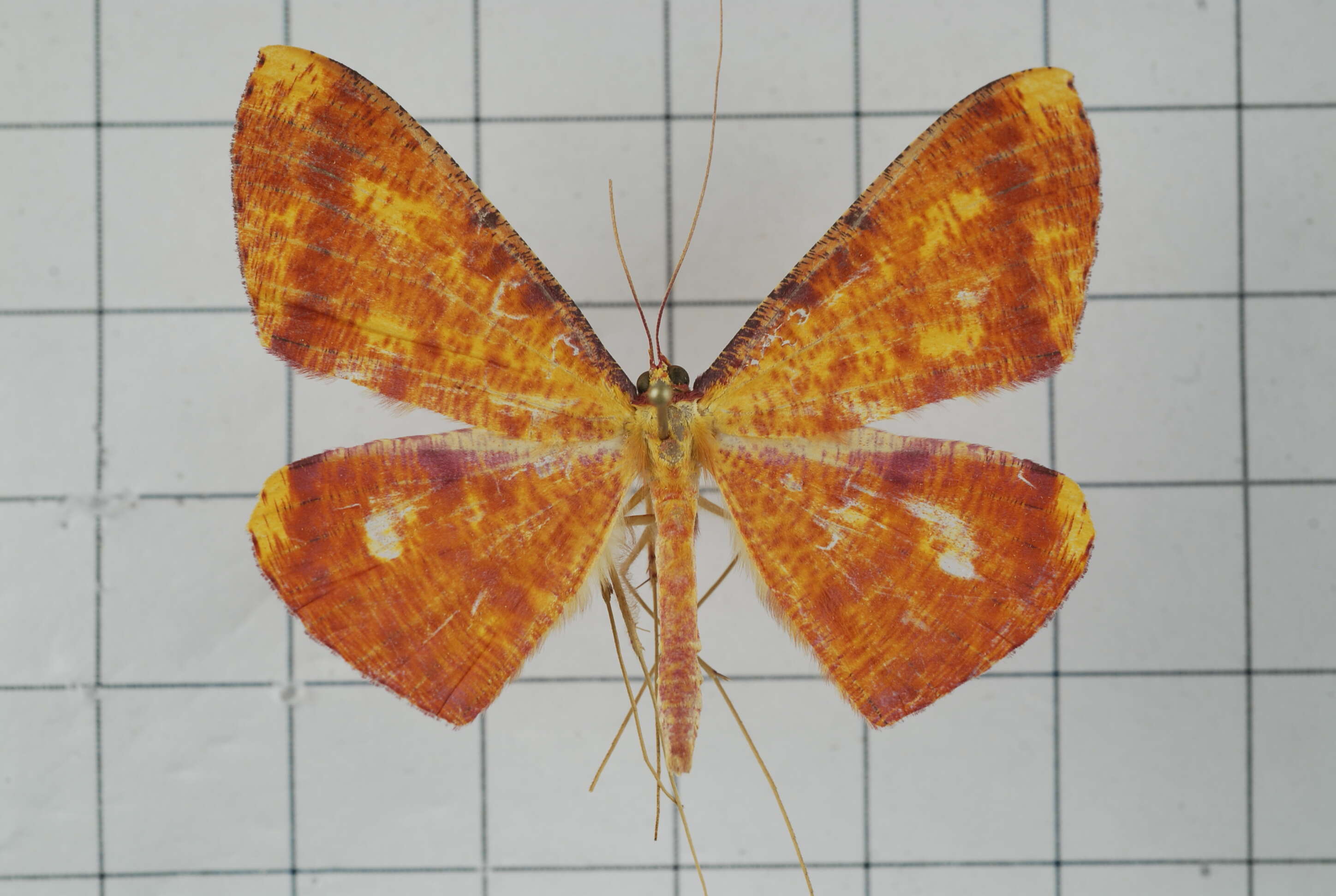 Image of Eumelea ludovicata Guenée 1858