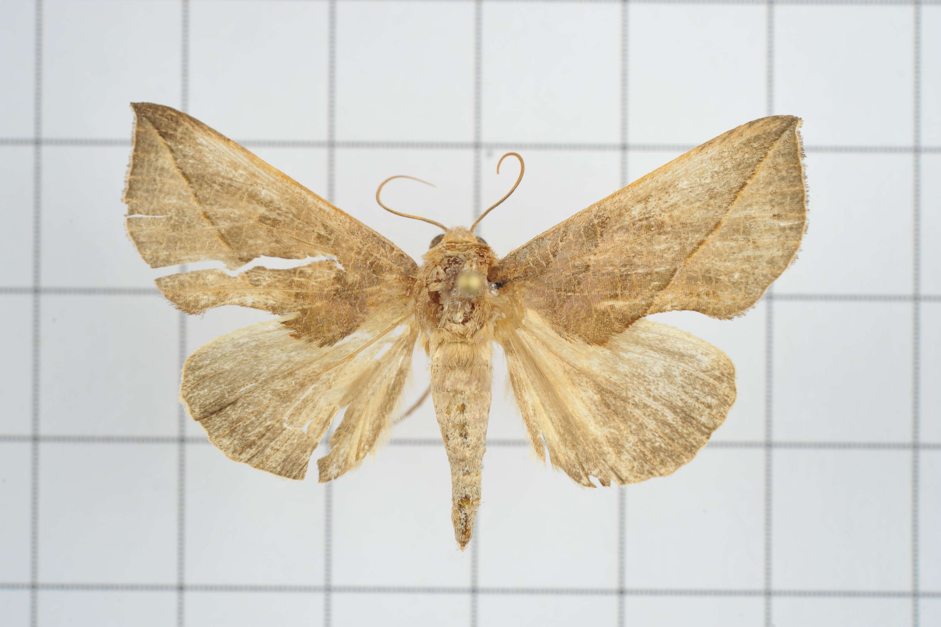 Image of Calyptra minuticornis Guenée 1852