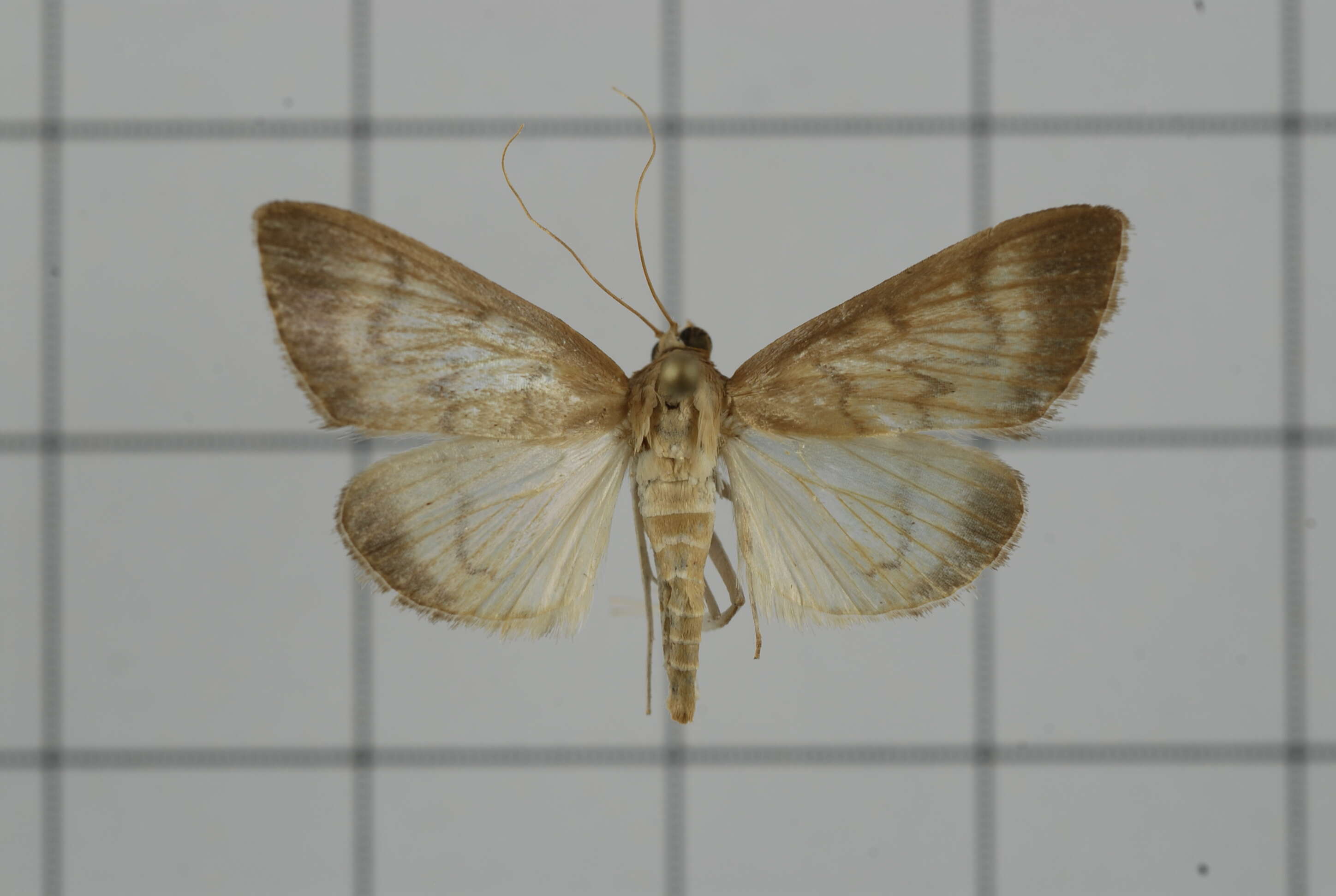 Sivun Crypsiptya coclesalis Walker 1859 kuva