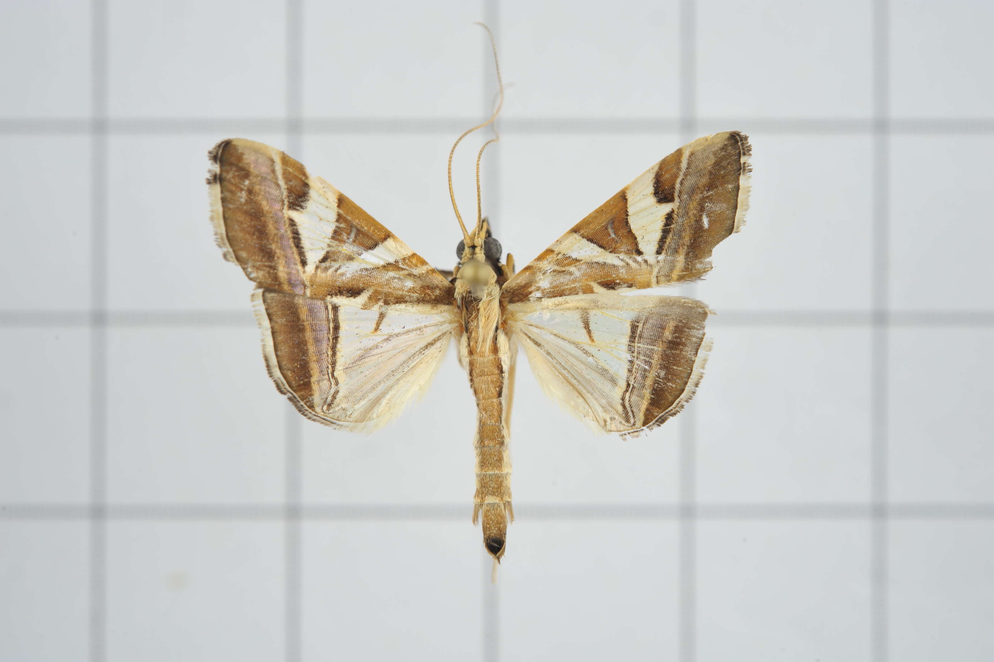 Sivun Agrioglypta itysalis Walker 1859 kuva