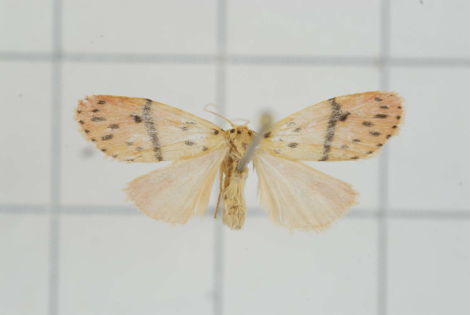 Image of Miltochrista arcuata (Moore 1882)