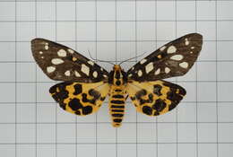 Image of Aglaomorpha histrio (Walker 1855)