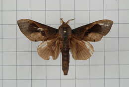 Image of Paralebeda plagifera Walker 1855