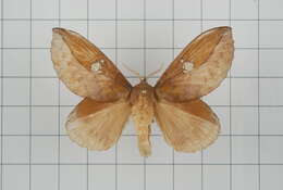 Image of Euthrix laeta Walker 1855