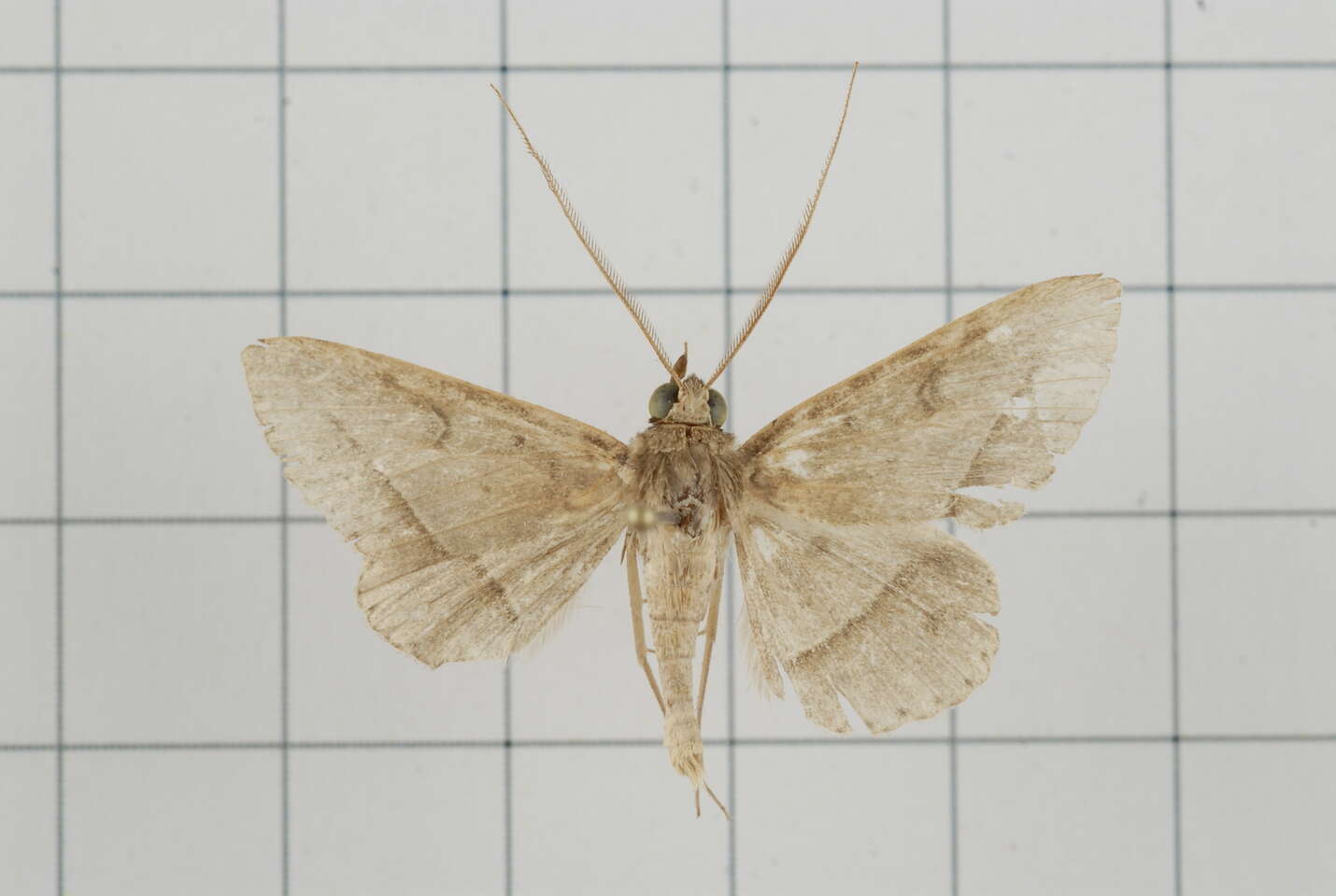 Image of Tochara creberrima (Walker 1858)