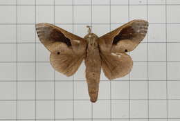 Image of Paralebeda plagifera Walker 1855