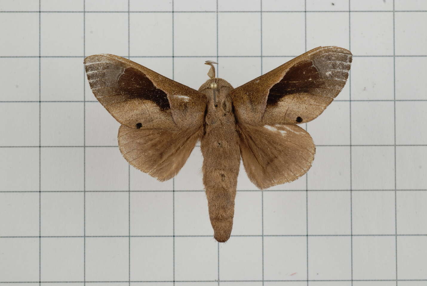 Image of Paralebeda plagifera Walker 1855