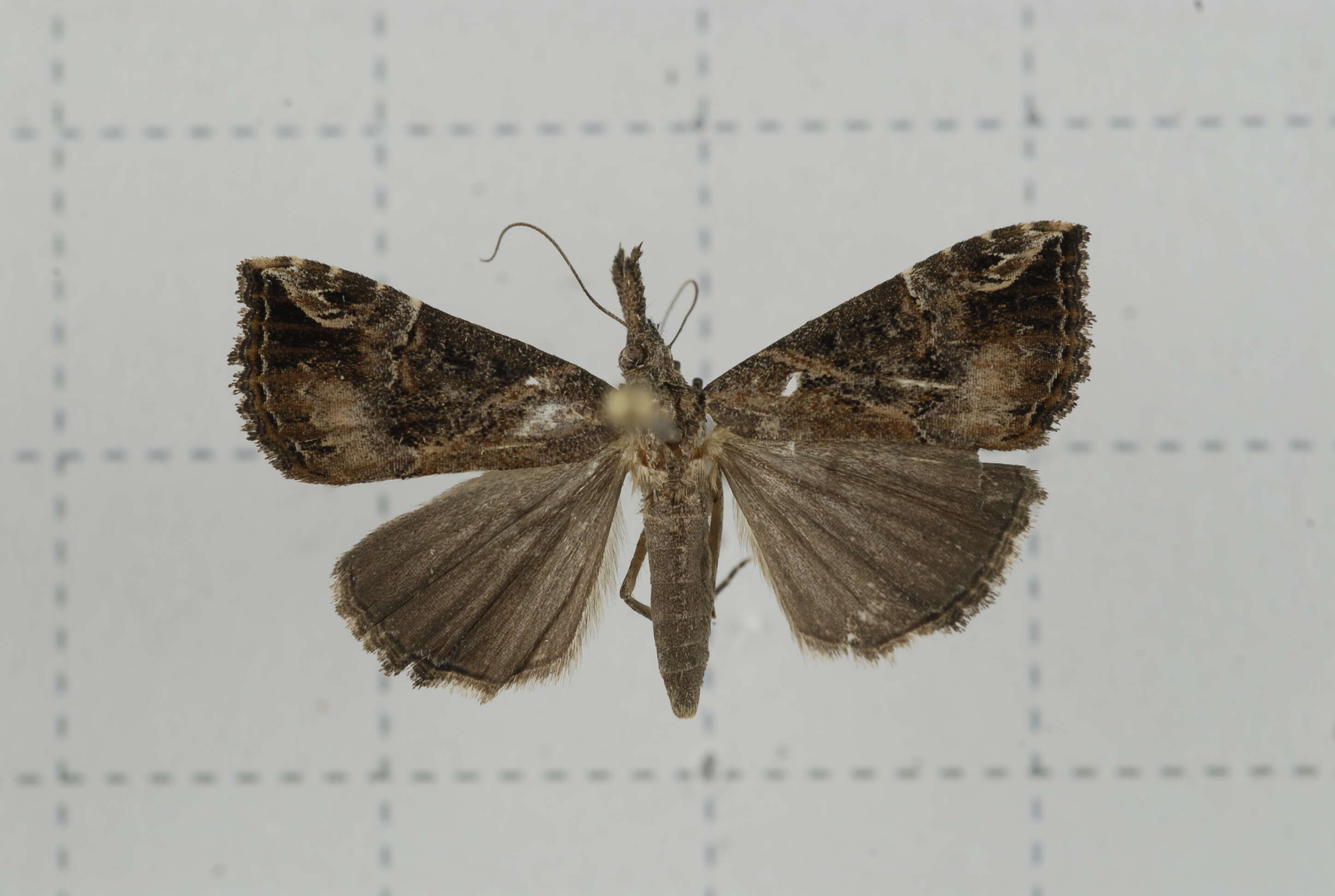 Image of Moth