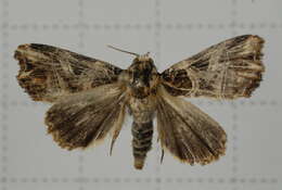 Image de Callopistria nobilior