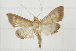 Image of Crypsiptya coclesalis Walker 1859