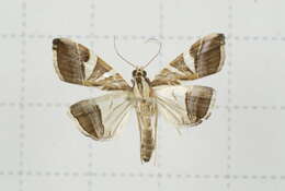 Sivun Agrioglypta itysalis Walker 1859 kuva