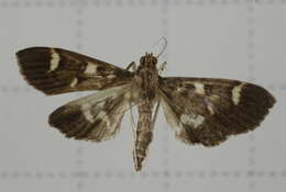 Image de Herpetogramma luctuosalis Guenée 1854