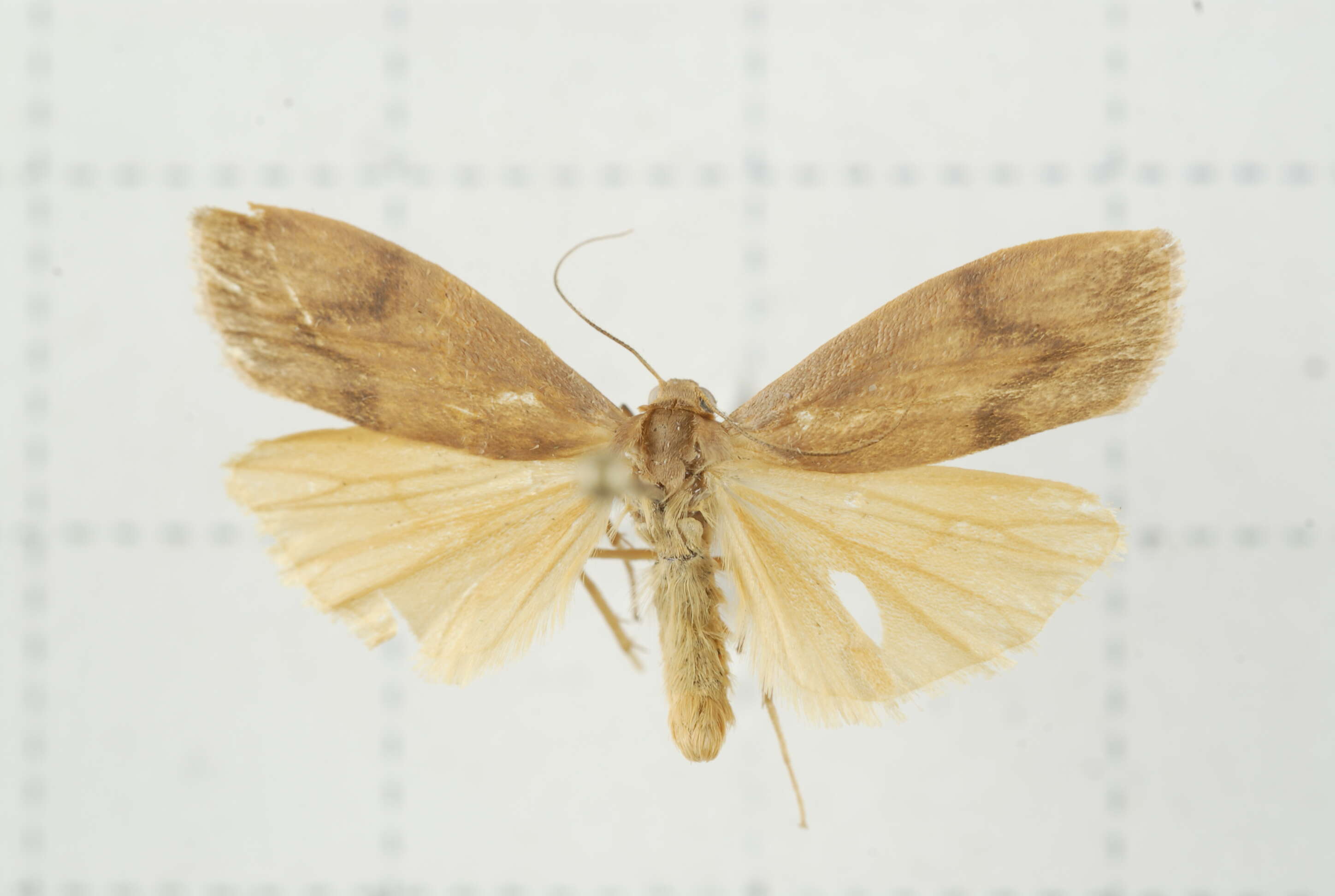 Image of Eilema ratonis Matsumura 1927