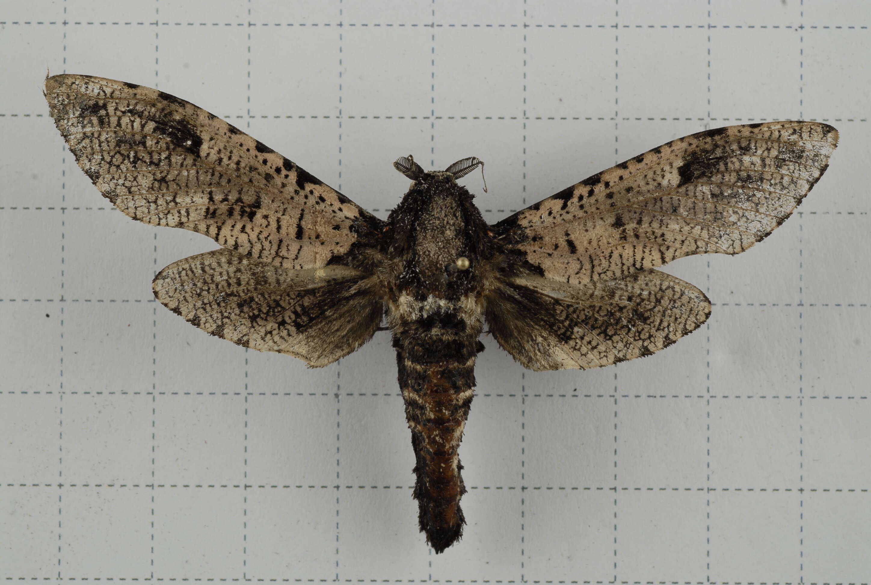 Imagem de Xyleutes strix Linnaeus 1758