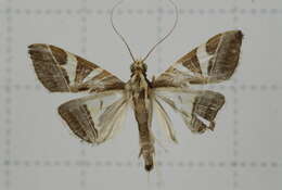 Sivun Agrioglypta itysalis Walker 1859 kuva