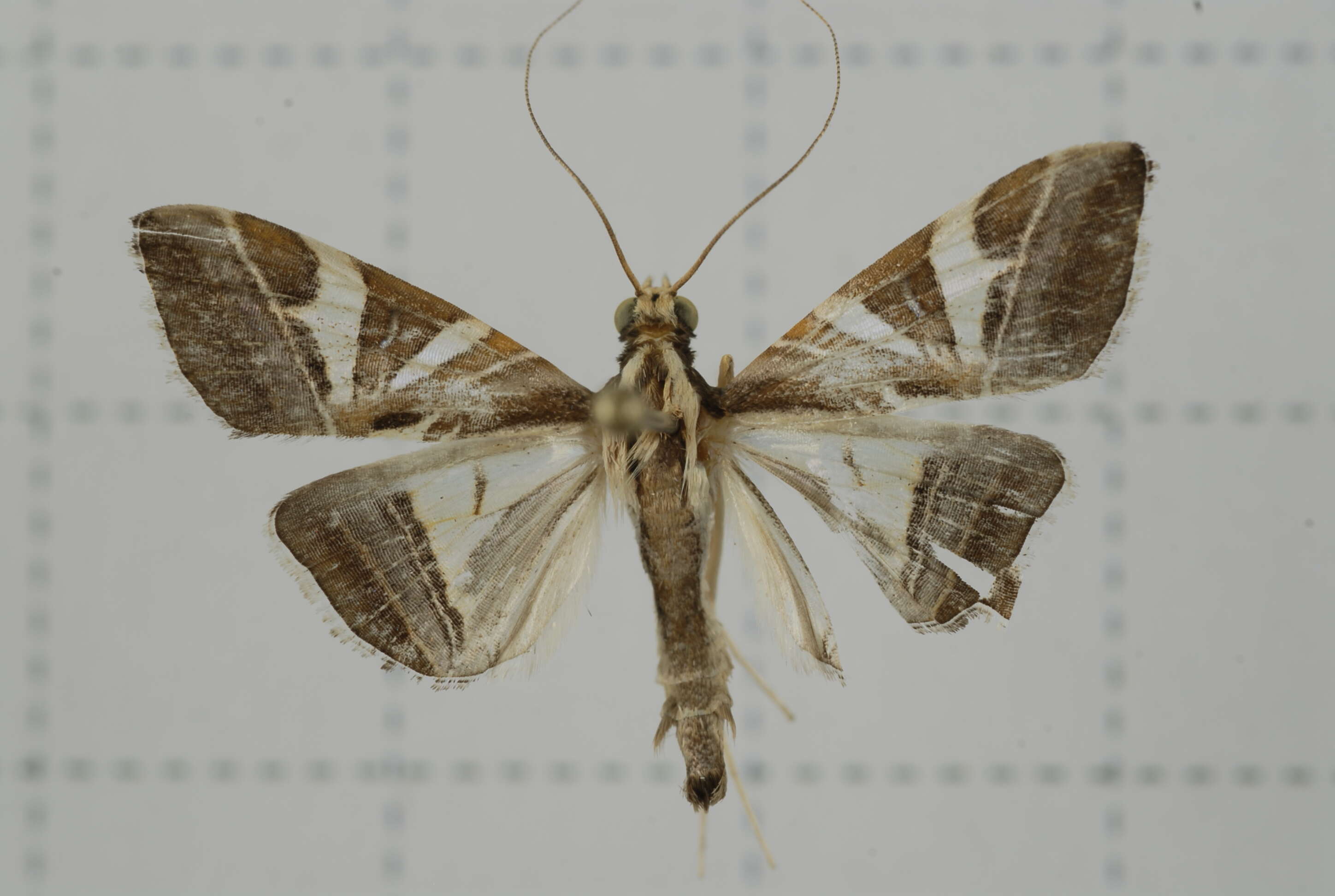 Agrioglypta itysalis Walker 1859 resmi