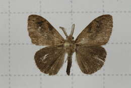 Image of Orgyia postica Walker 1855