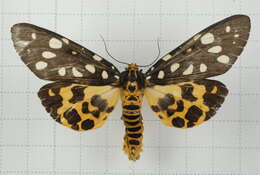 Image of Aglaomorpha histrio (Walker 1855)