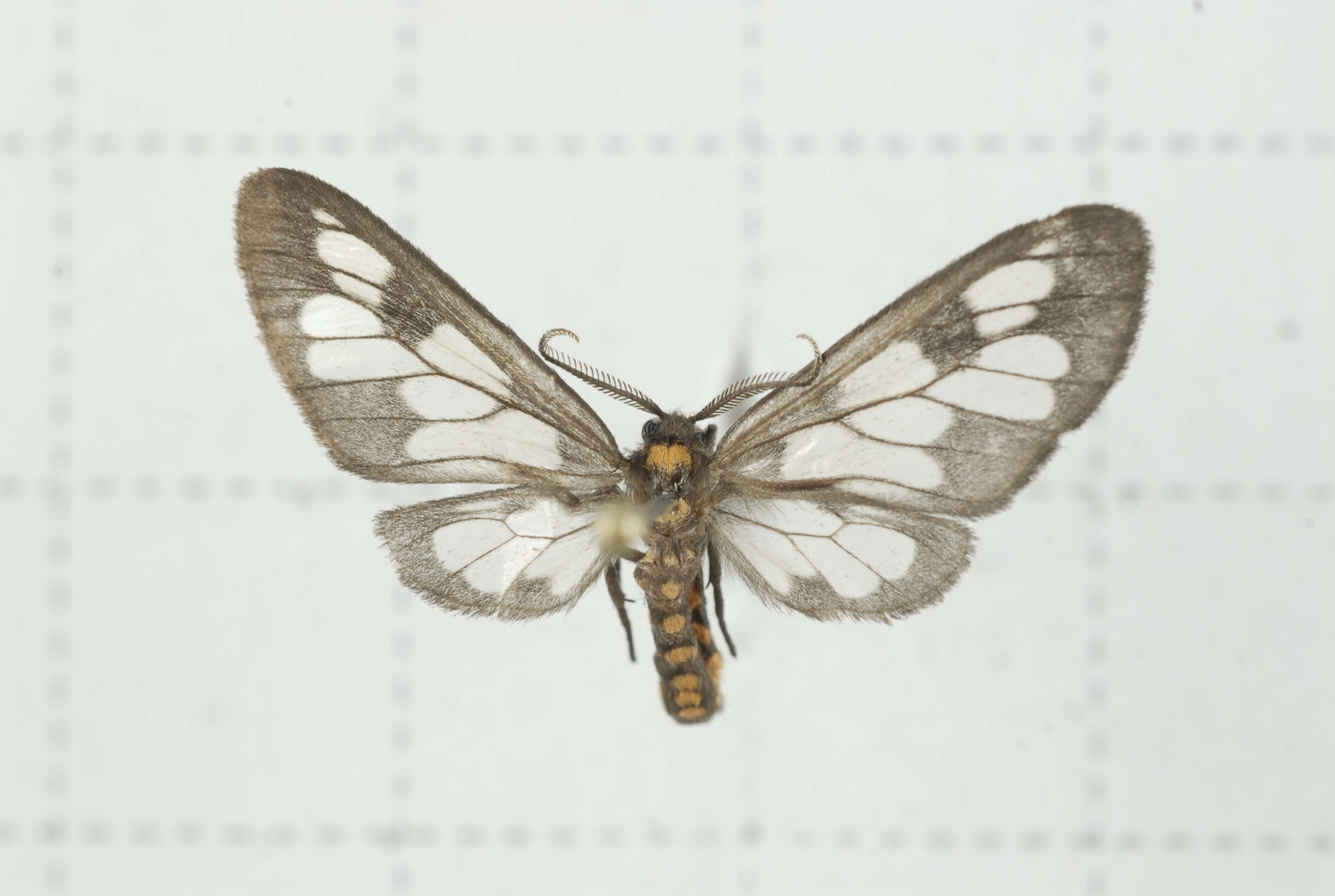 Image of Eressa confinis Walker 1854