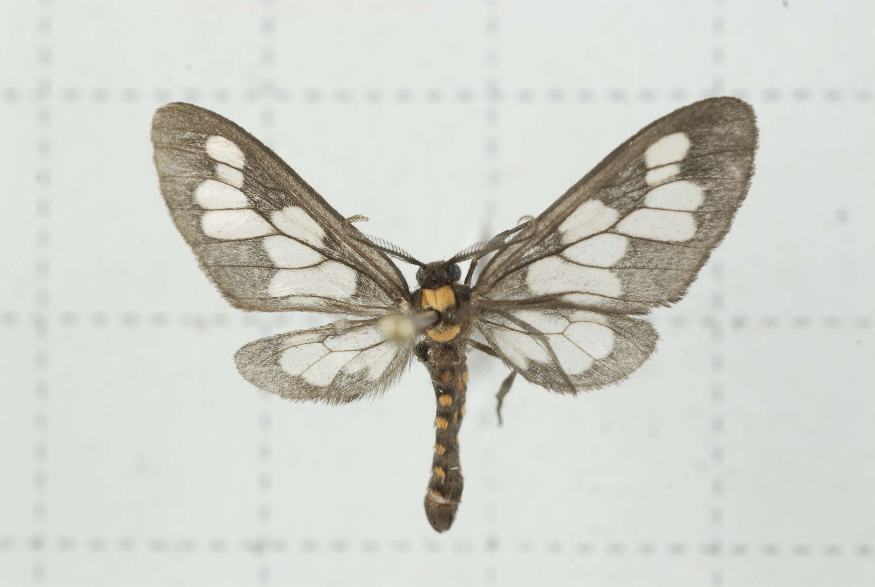 Image of Eressa confinis Walker 1854