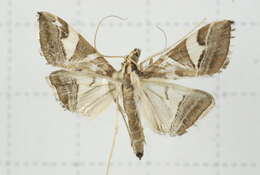 Sivun Agrioglypta itysalis Walker 1859 kuva