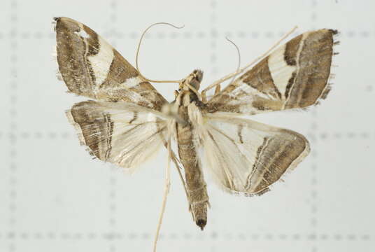 Agrioglypta itysalis Walker 1859 resmi