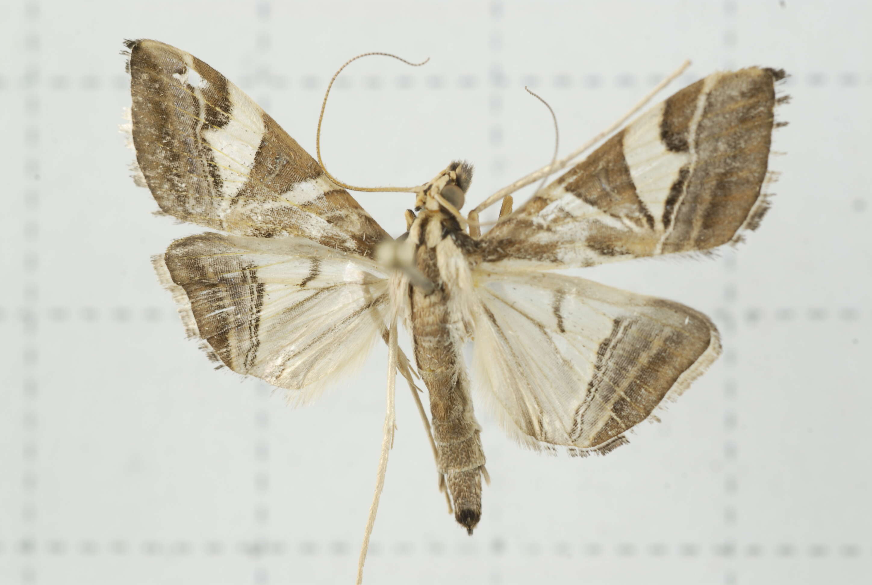 Agrioglypta itysalis Walker 1859 resmi