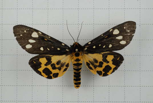 Image of Aglaomorpha histrio (Walker 1855)