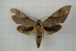 Image of Clanis bilineata (Walker 1866)
