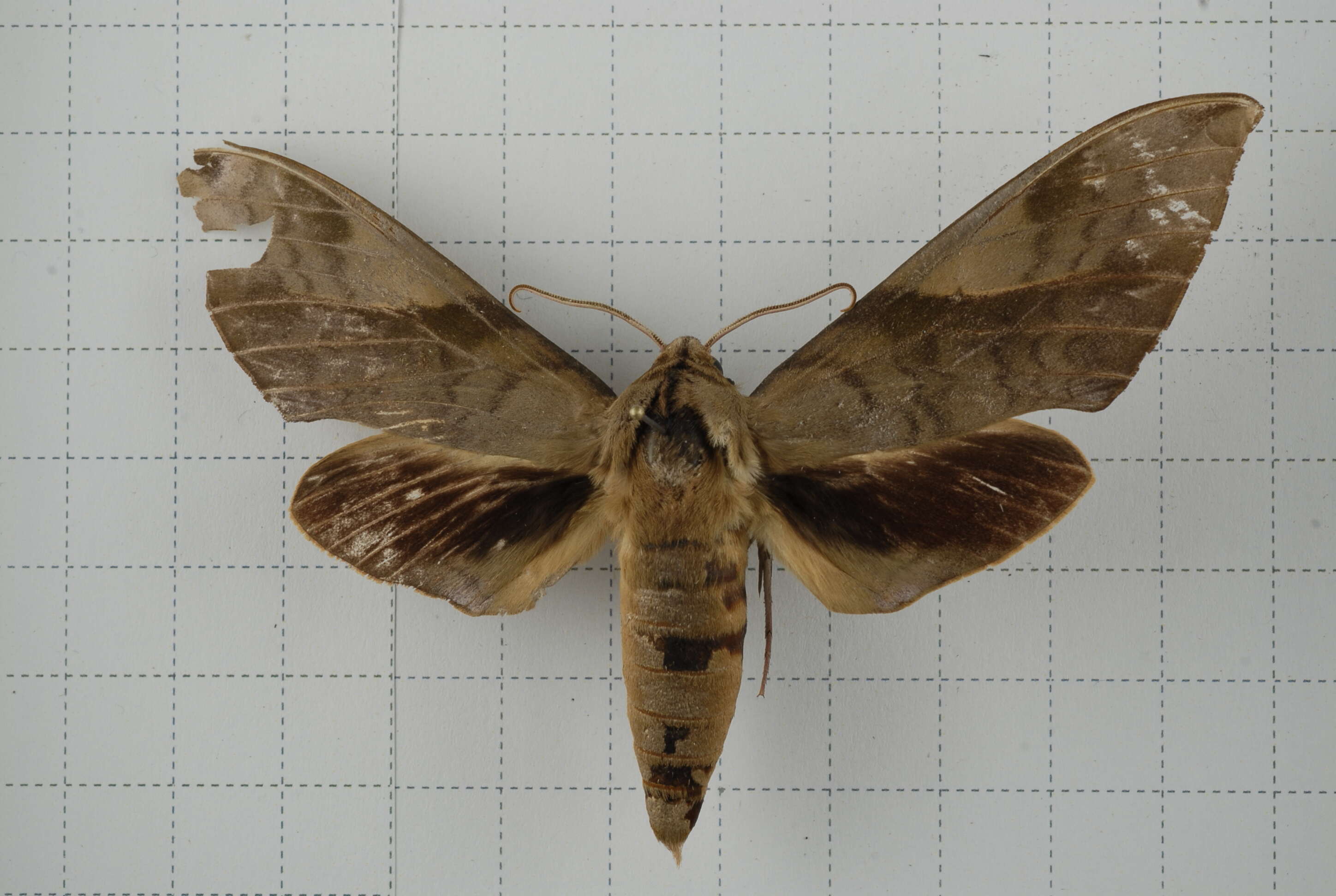 Image of Clanis bilineata (Walker 1866)