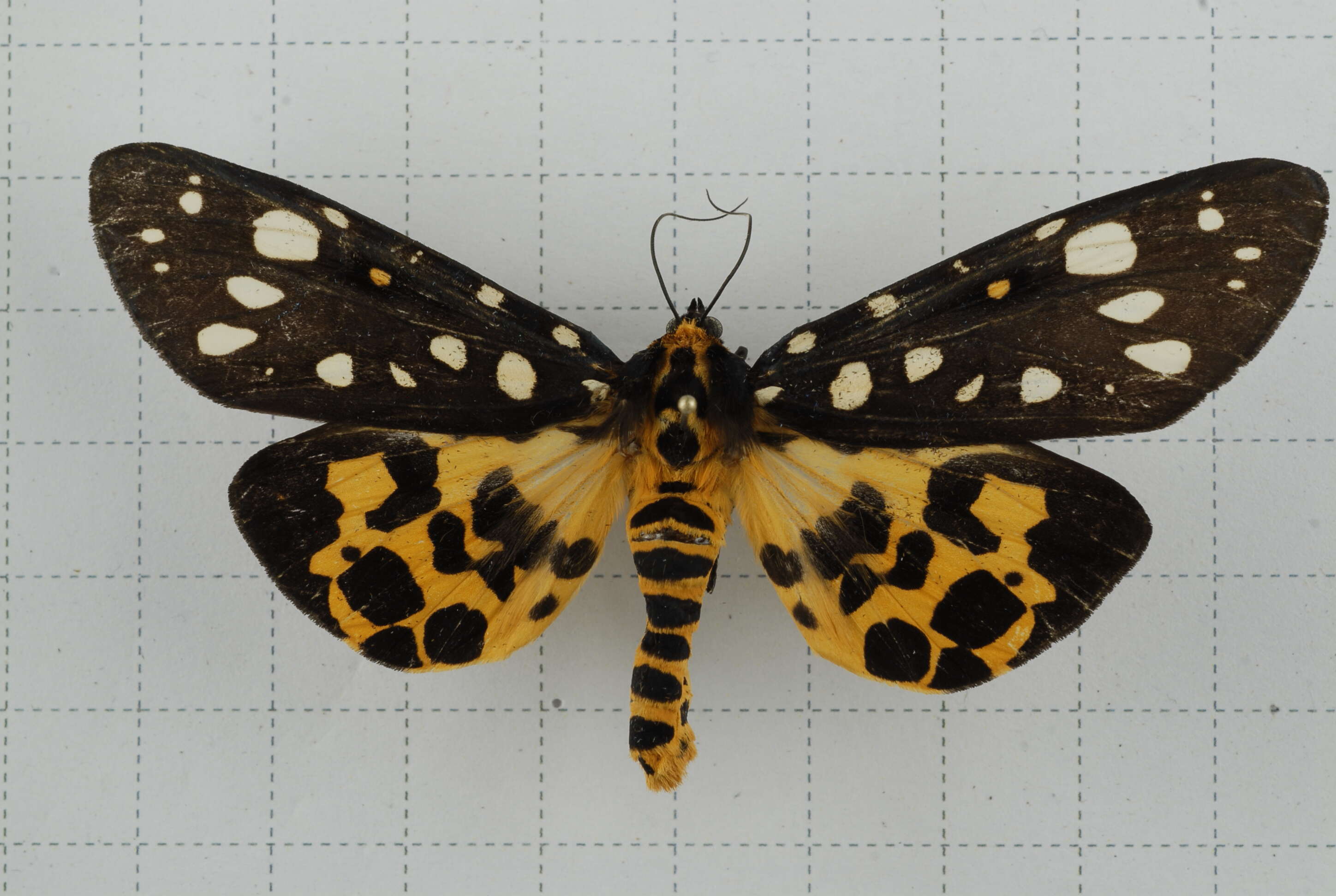 Image of Aglaomorpha histrio (Walker 1855)