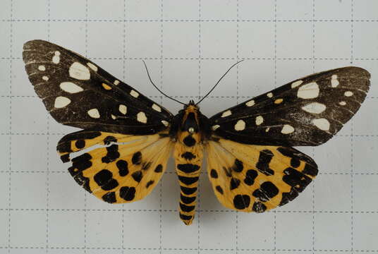 Image of Aglaomorpha histrio (Walker 1855)