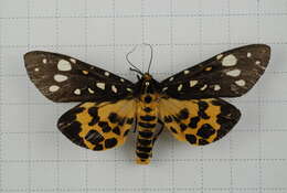 Image of Aglaomorpha histrio (Walker 1855)