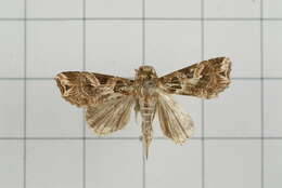 Image de Callopistria duplicans Walker 1857