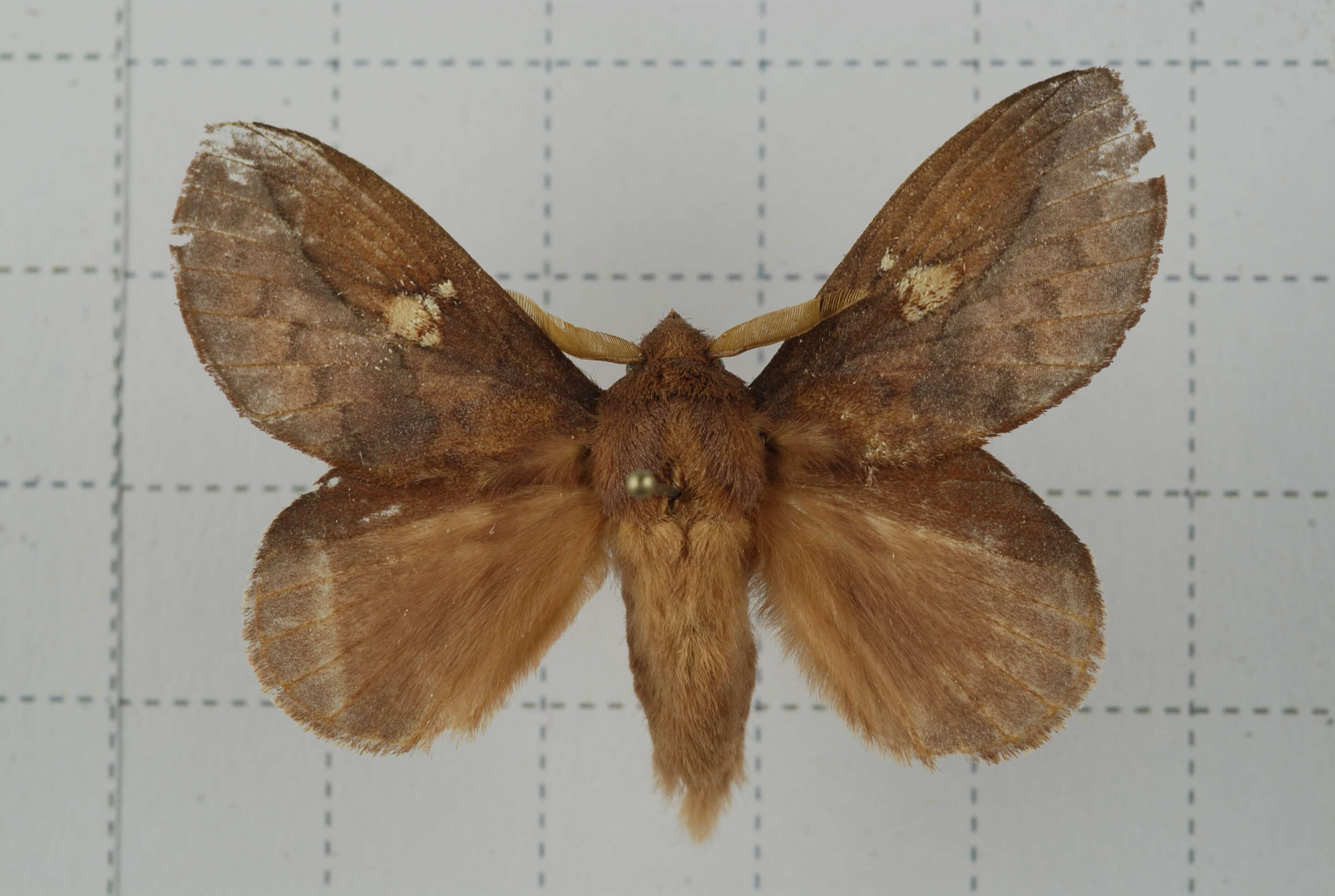 Image of Euthrix laeta Walker 1855