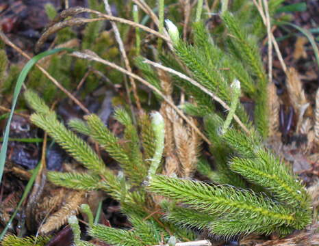 Image of Stag's-horn Clubmoss