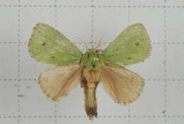 Image of Parasa bicolor Walker 1855