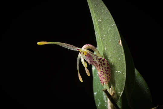 Image of Fly-carrying Restrepia