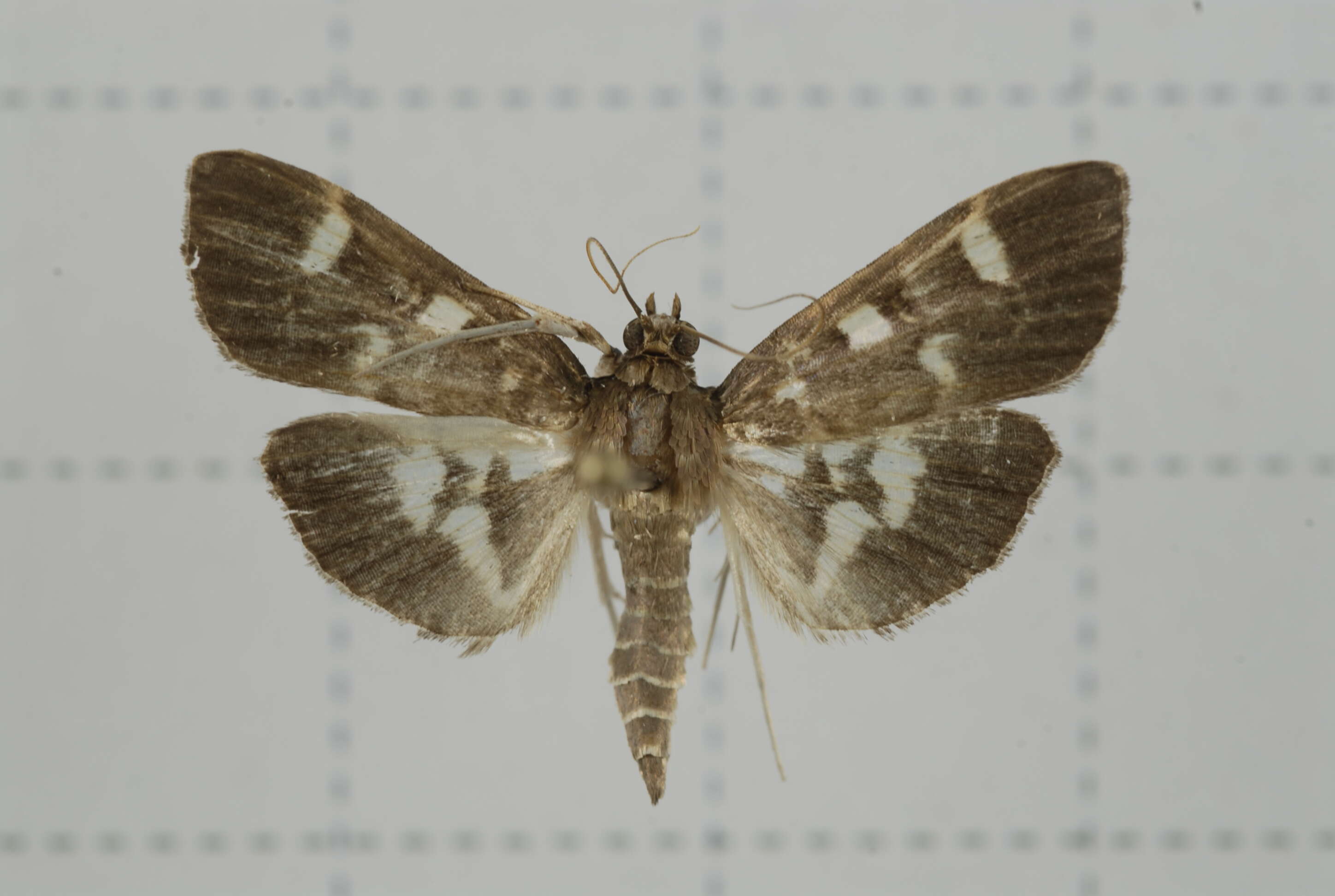 Image de Herpetogramma luctuosalis Guenée 1854