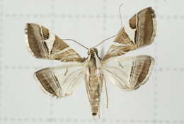 Sivun Agrioglypta itysalis Walker 1859 kuva