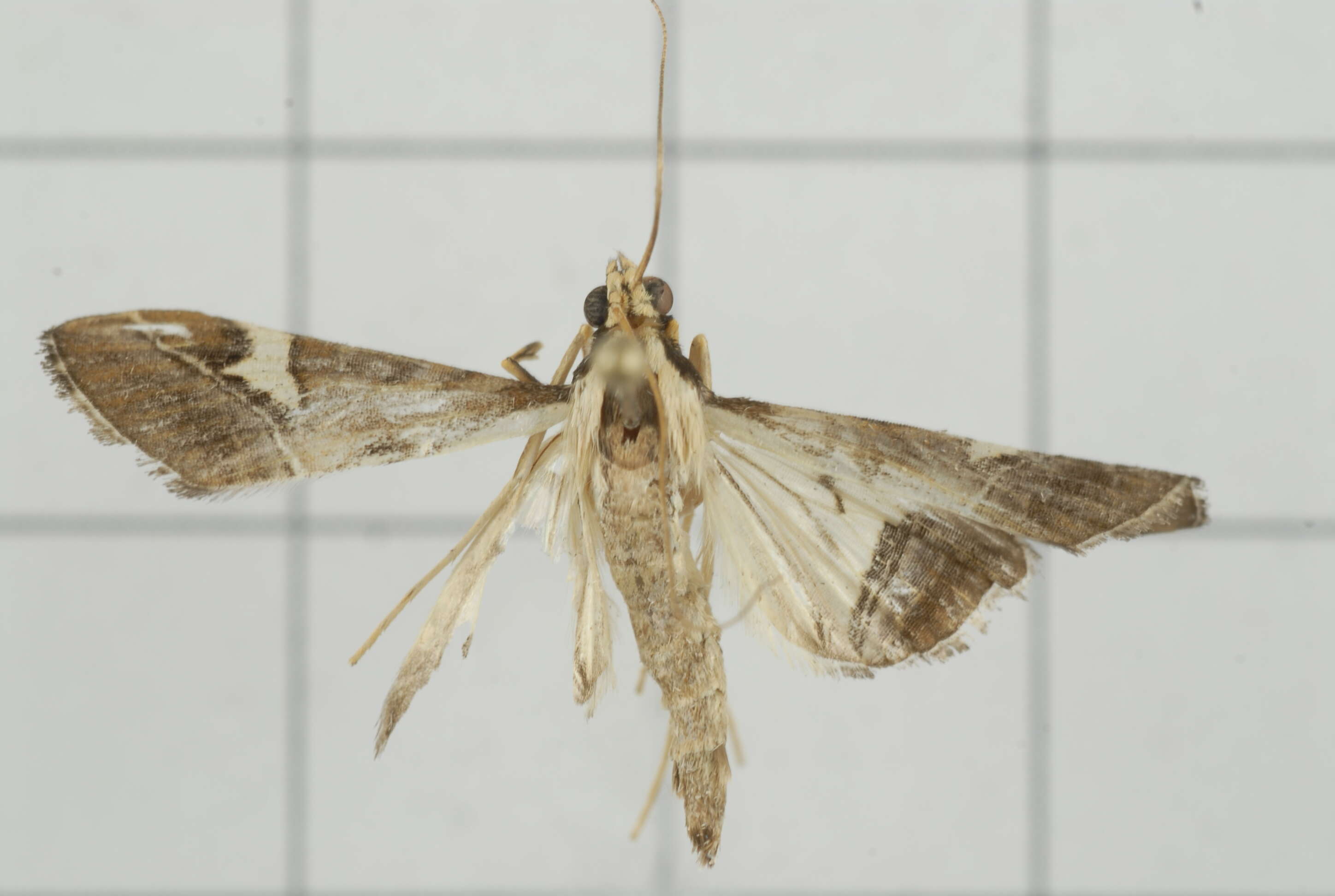 Sivun Agrioglypta itysalis Walker 1859 kuva