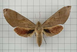 Image of Clanis bilineata (Walker 1866)