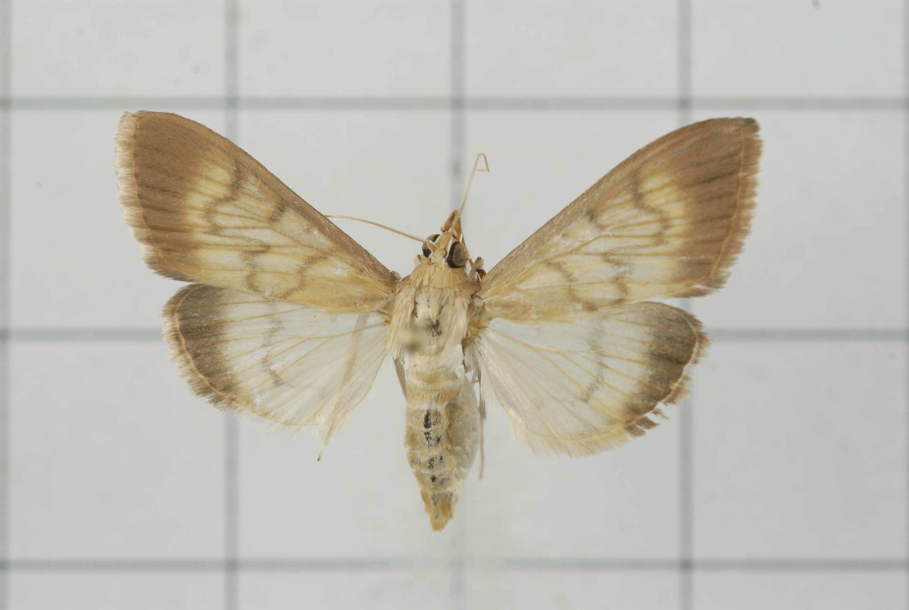 Image of Crypsiptya coclesalis Walker 1859