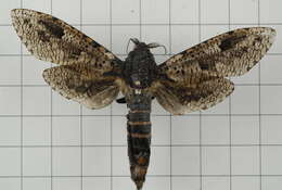 Imagem de Xyleutes strix Linnaeus 1758