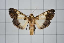 Teliphasa albifusa Hampson 1896 resmi