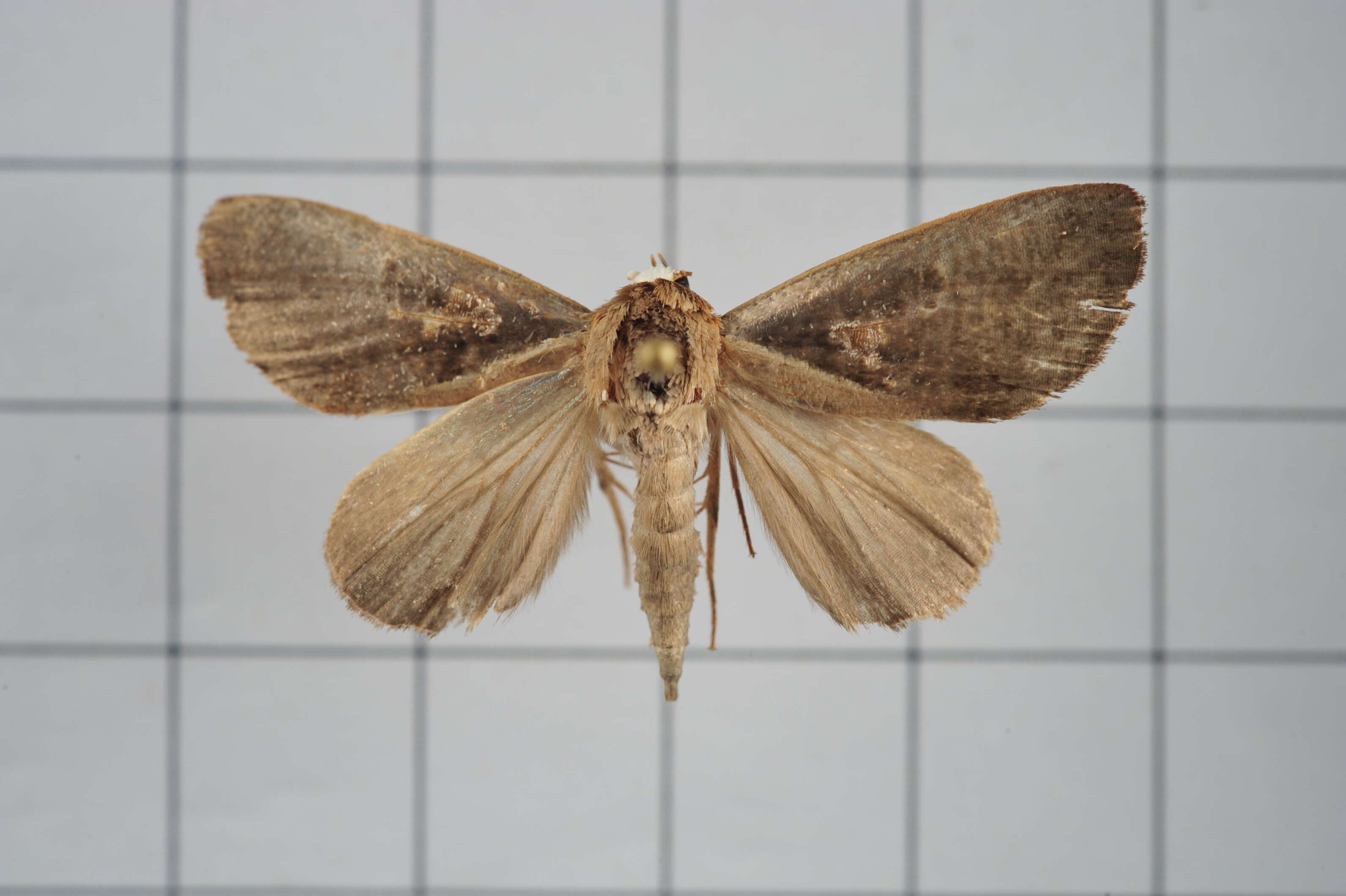 Image of Westermannia elliptica Bryk 1913