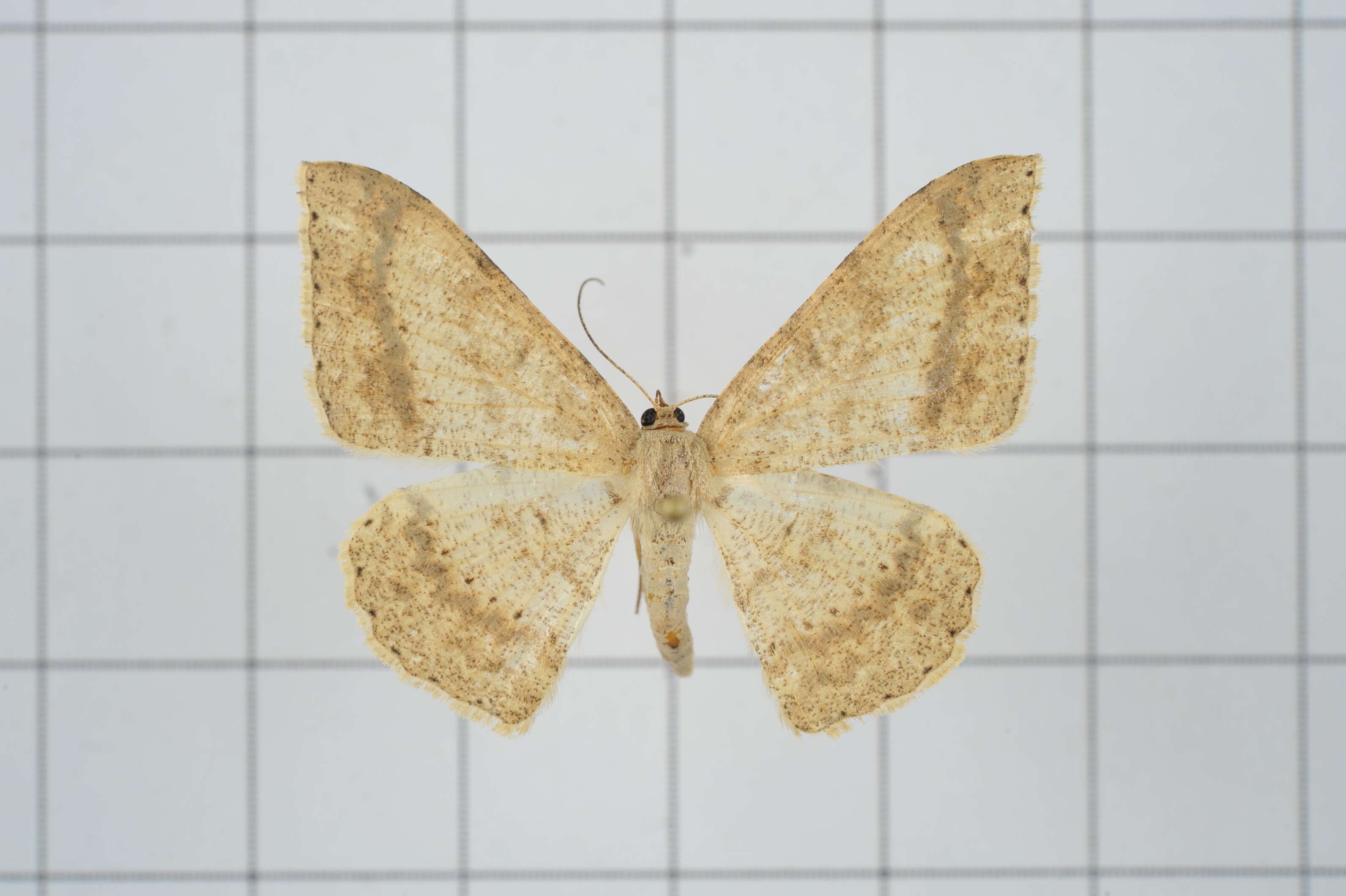 Image of Luxiaria mitorrhaphes Prout 1925