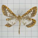 Image of Obeidia lucifera Swinhoe 1893